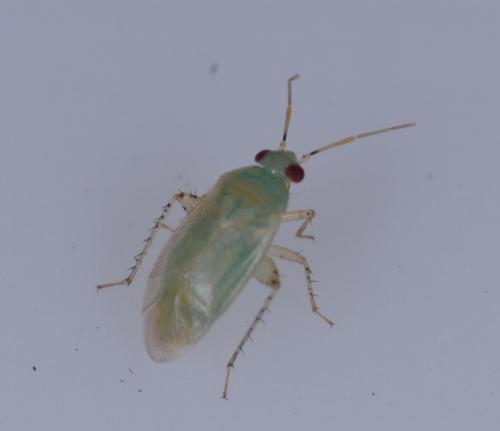 Campylomma miyamotoi